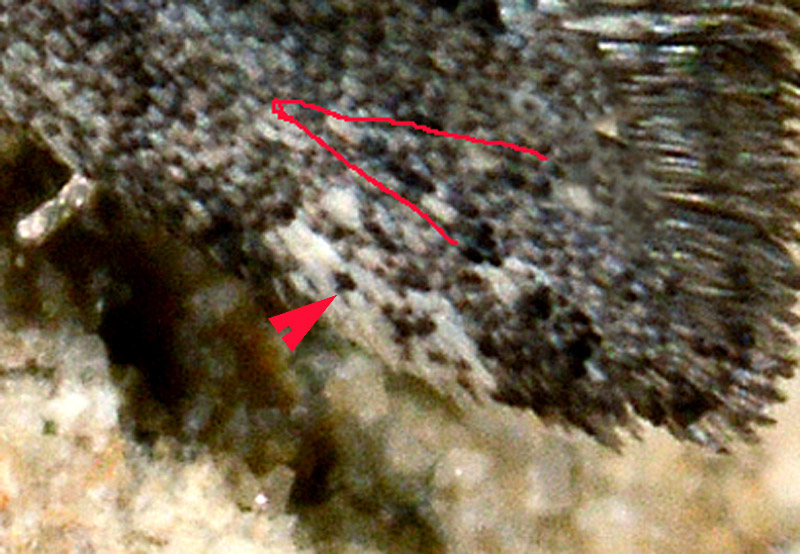 9° Yponomeutidae - P a r a s w a m m e r d a m i a nebulella